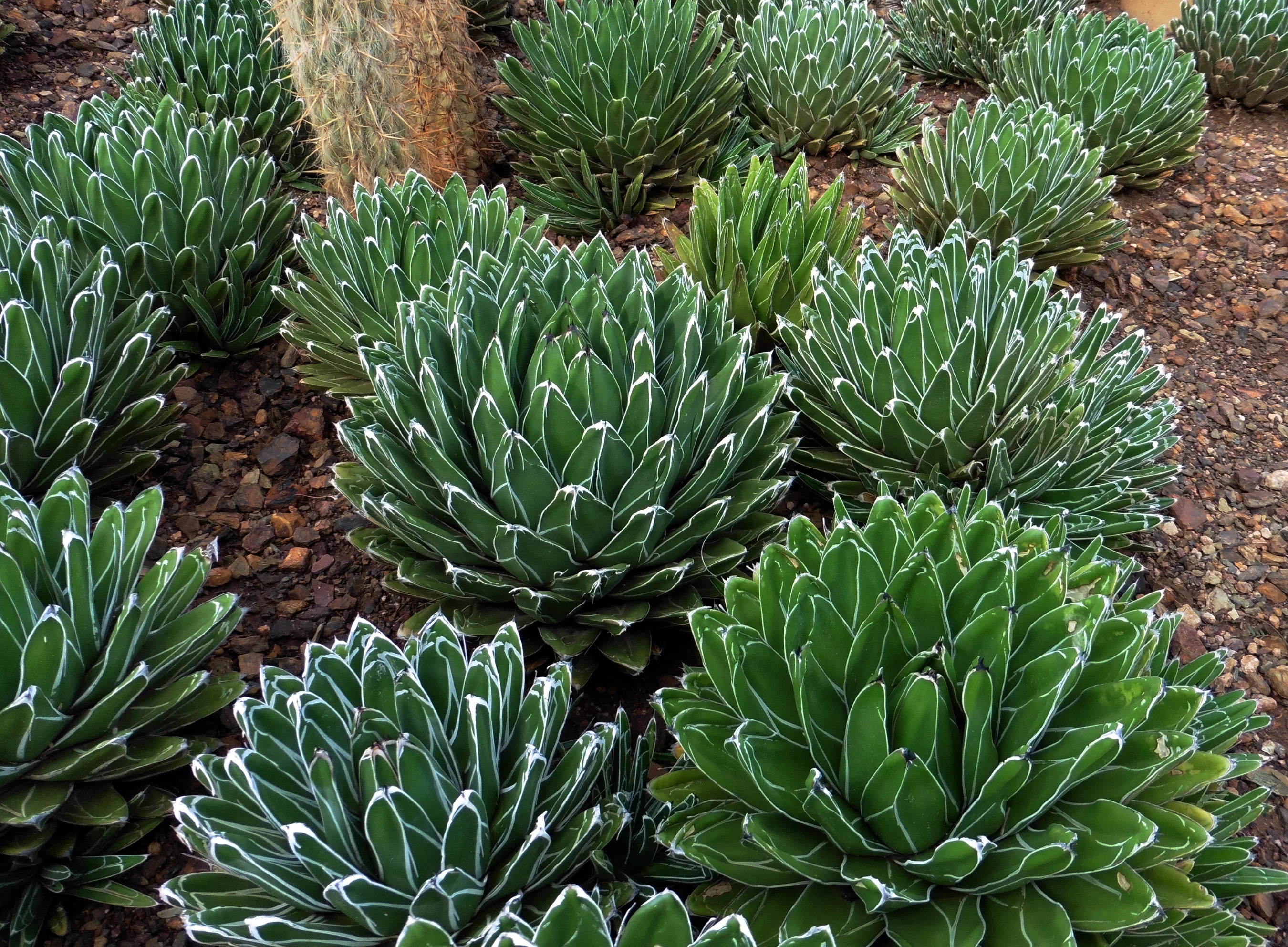 agave victoria reginae