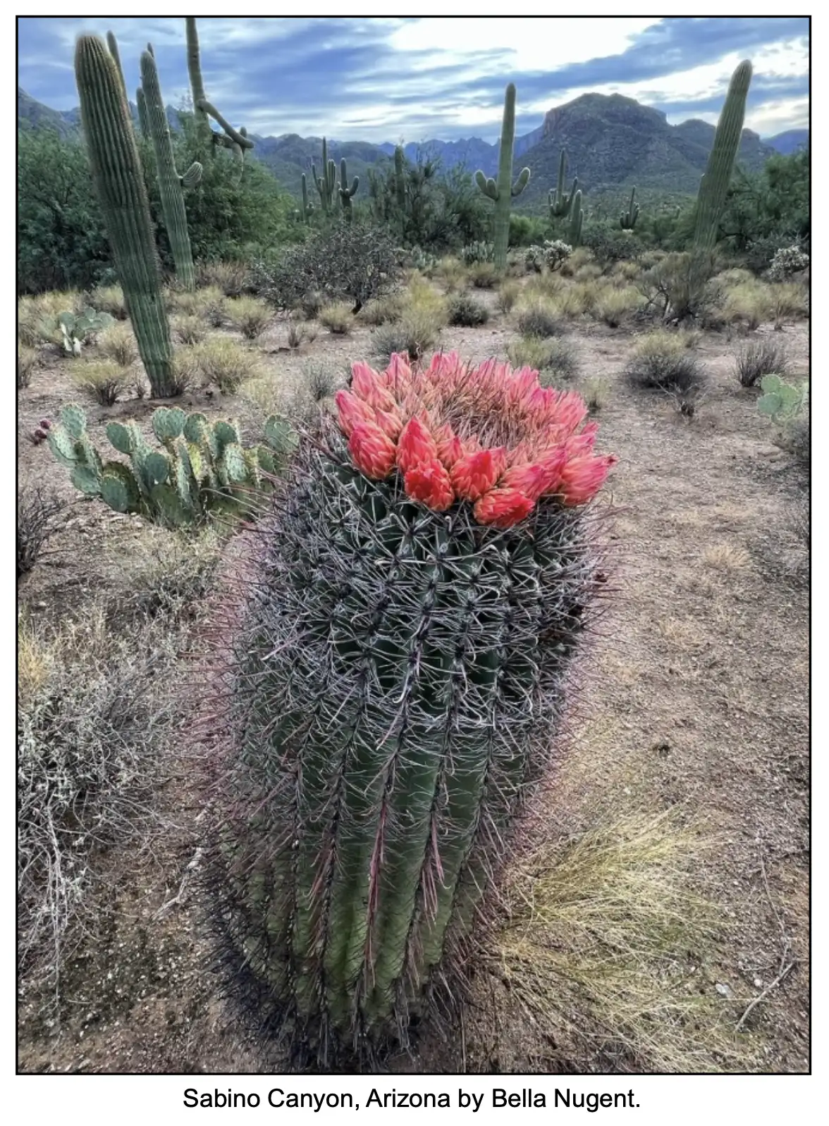 Sabino Canyon, AZ by Bella Nugent