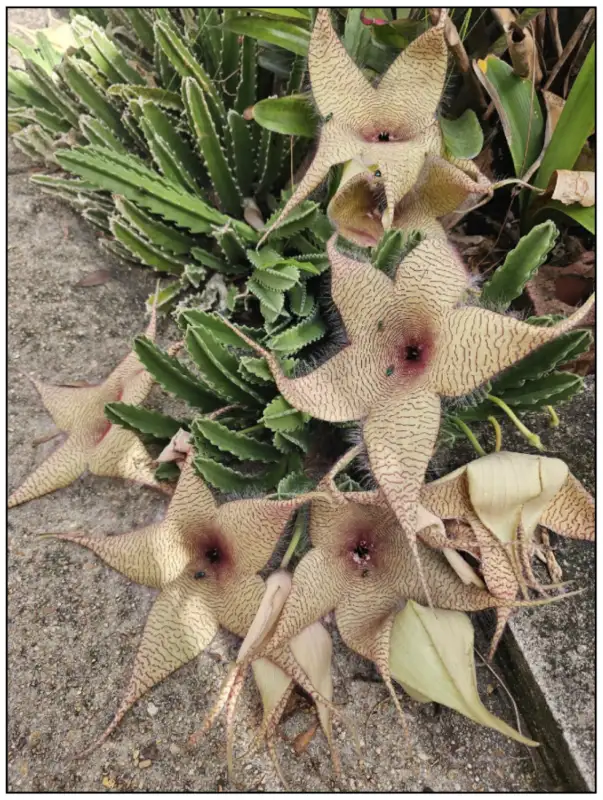 Stapelia, Eric Lease