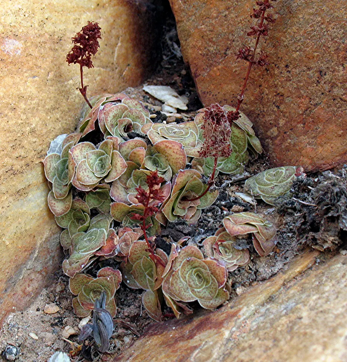 Crassula pseudohemisphaerica