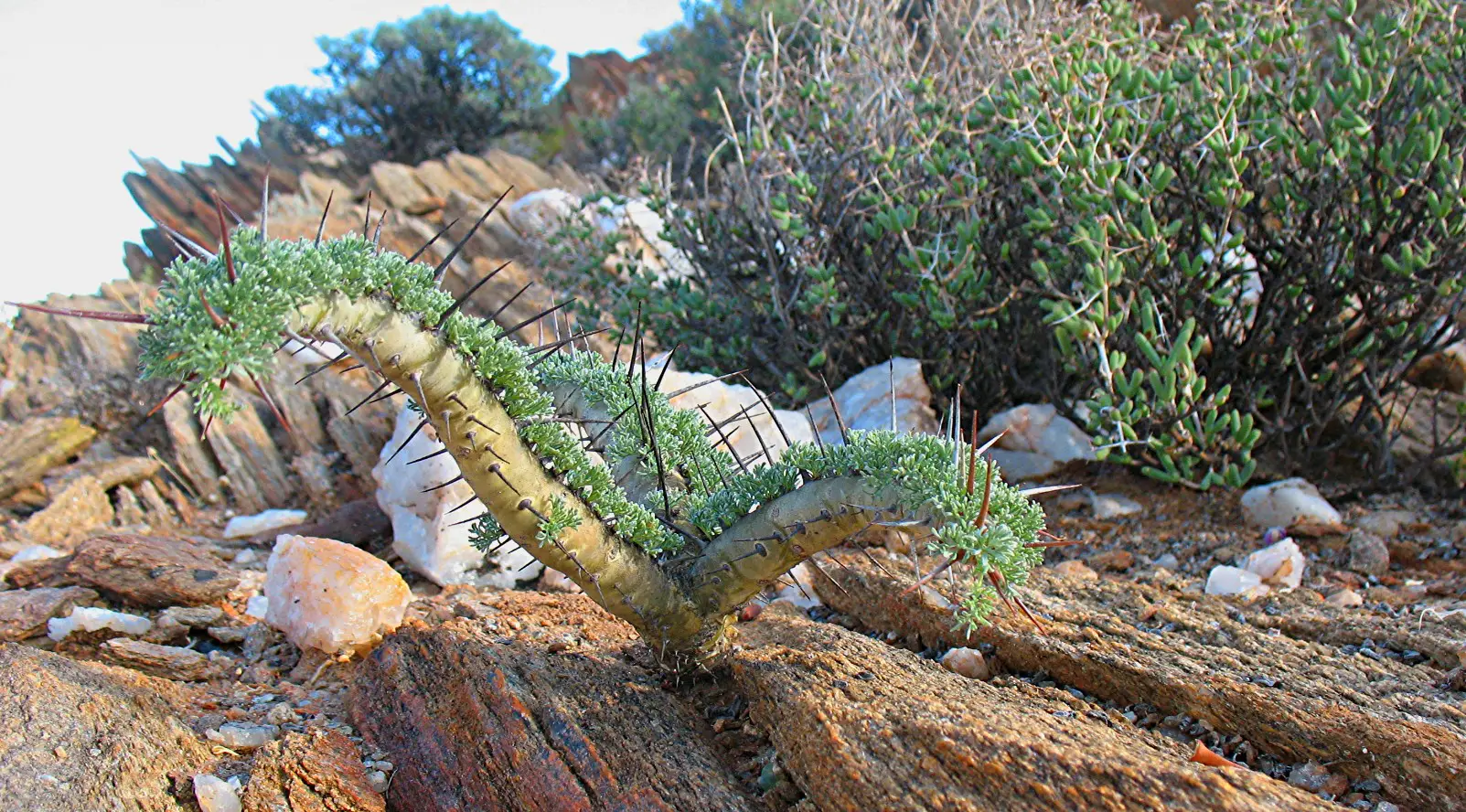 Saucocaulon herrei